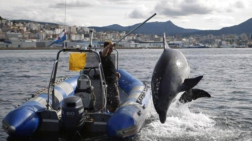 El delfín Gaspar en la Ría de Vigo.