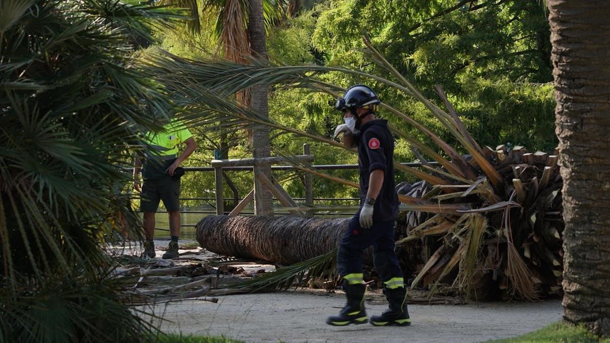 La palmera caída en la Ciutadella que ha provocado una víctima mortal.