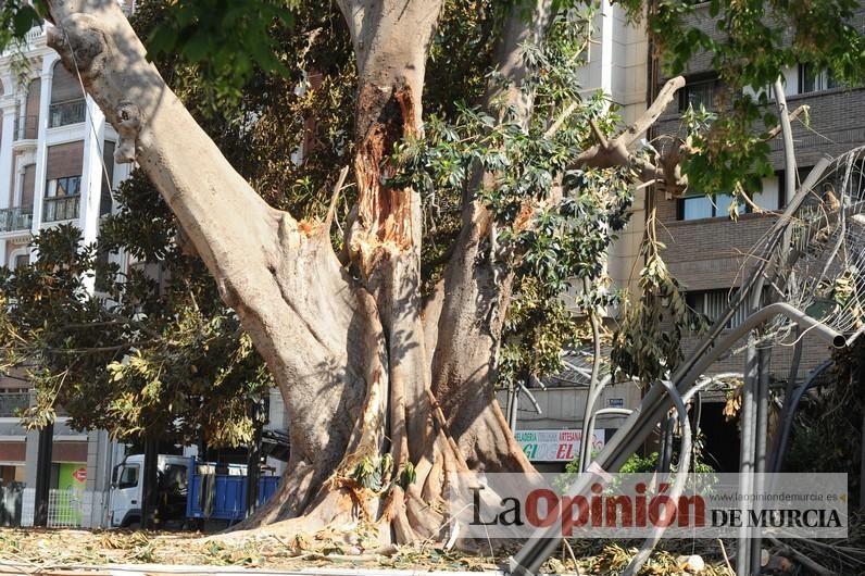 El día después de la caída de la rama del ficus de