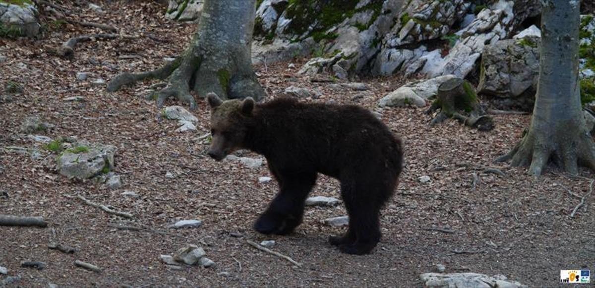 Siete oseznos han nacido este año en el Pirineo central