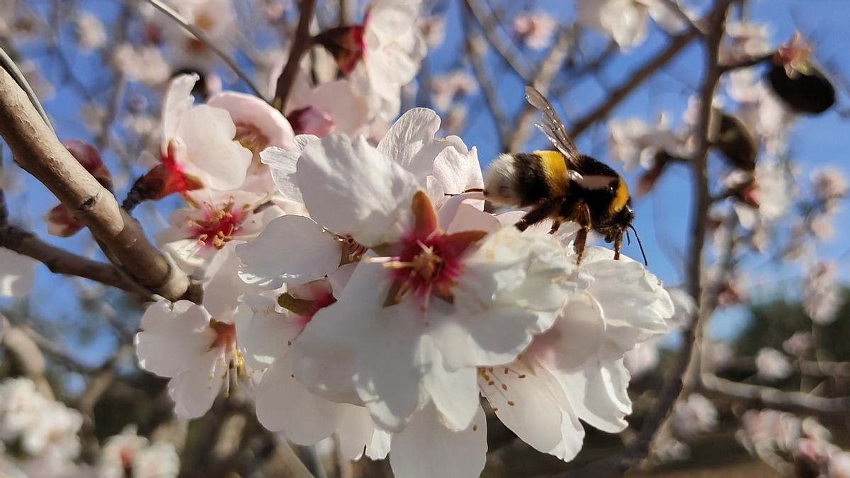 Insectes i flors, Cardona.