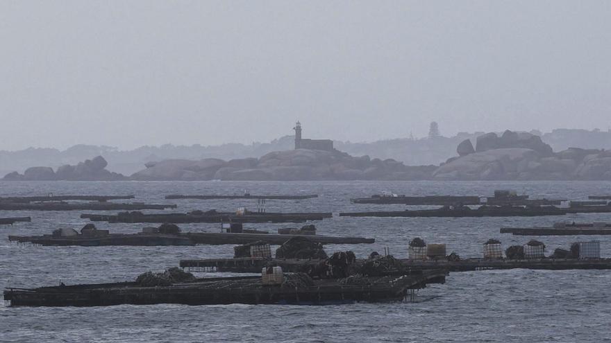 Reabren el 95% de las bateas tras seis meses con biotoxinas, pero ya están de nuevo al acecho