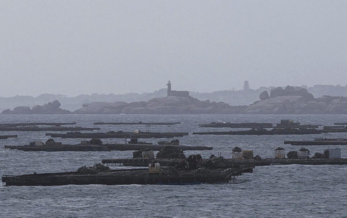 Bateas de mejillón en la ría de Arousa, con la isla de Rúa al fondo.