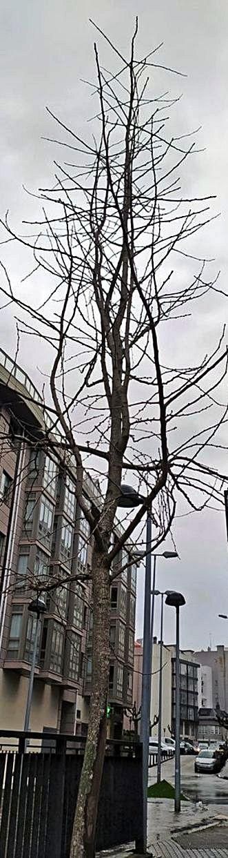 El ‘Ginkgo biloba’ de Os Castros en invierno. | // @NPEREZBARRIO