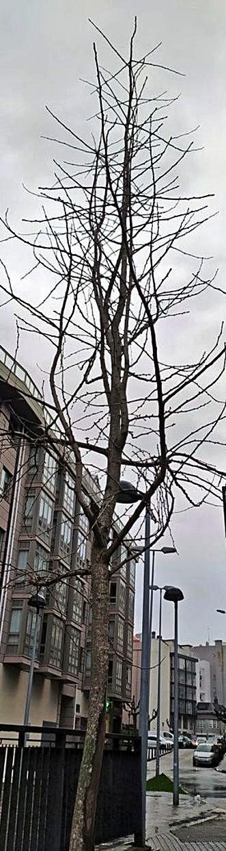 El ‘Ginkgo biloba’ de Os Castros en invierno.  | // @NPEREZBARRIO