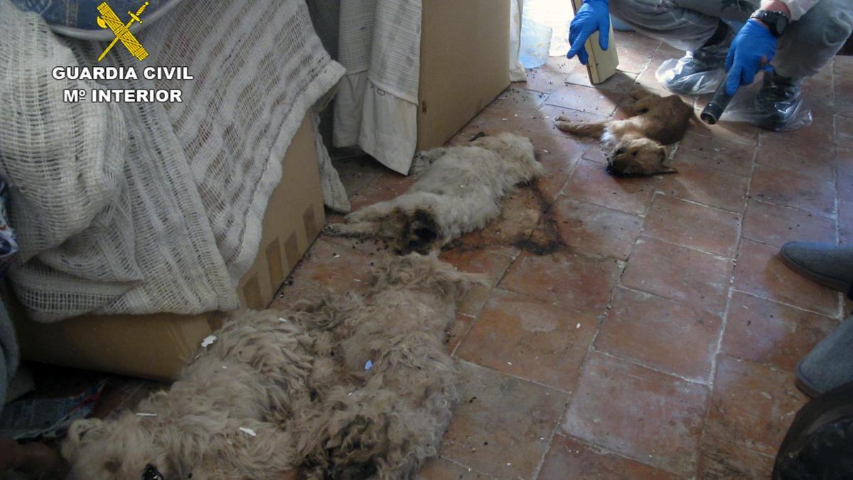 Encuentran cien animales abandonados en pésimas condiciones en Moratalla