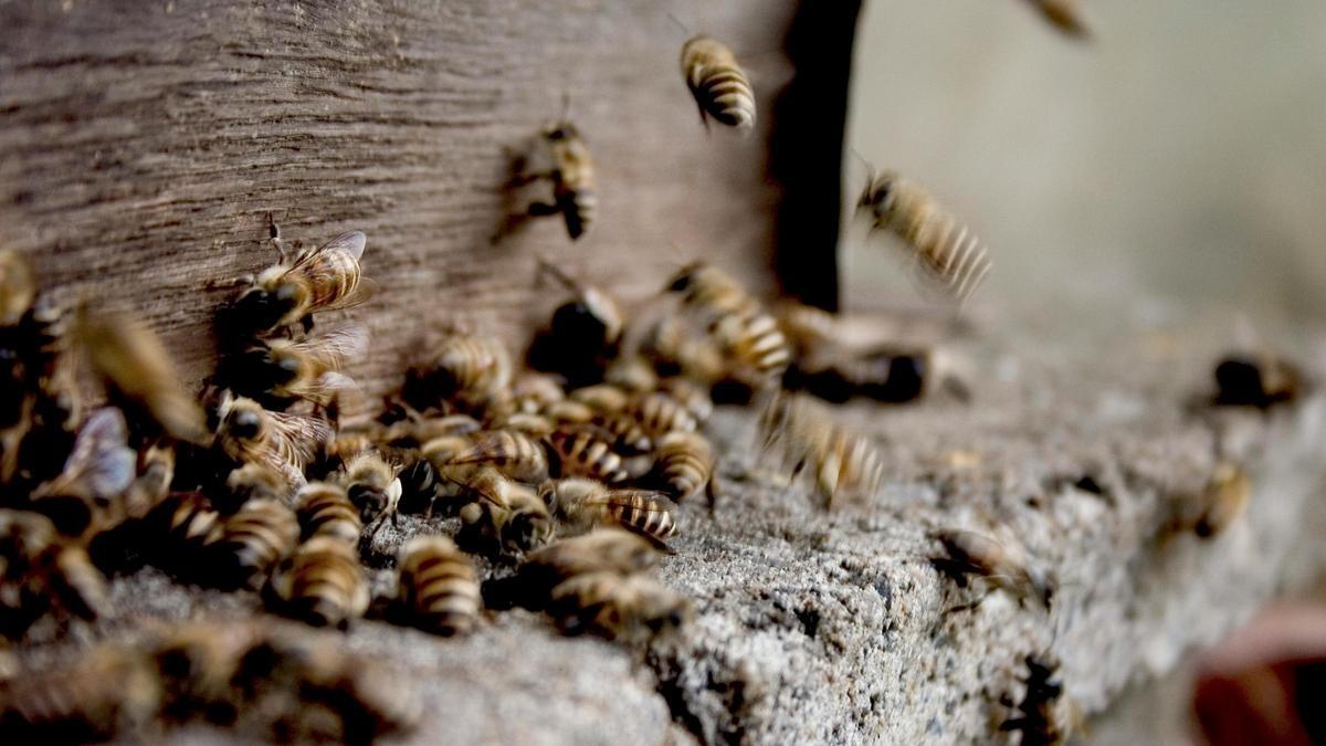 Las avispas son esenciales para el ecosistema