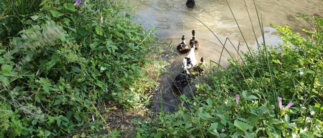 Los patos procedentes de Marinos que han sido reintroducidos en el río de Bicorp. | LEVANTE-EMV