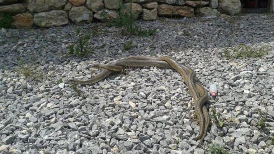 Las serpientes son ya tan abundantes en Ibiza que incluso es habitual ver sus cortejos.