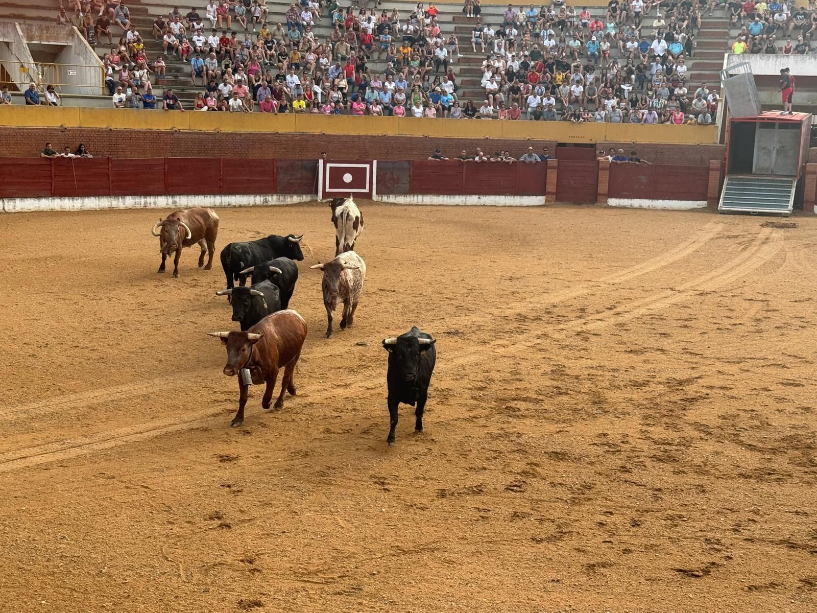 GALERÍA | Presentación de los toros de las fiestas de Fuentesaúco