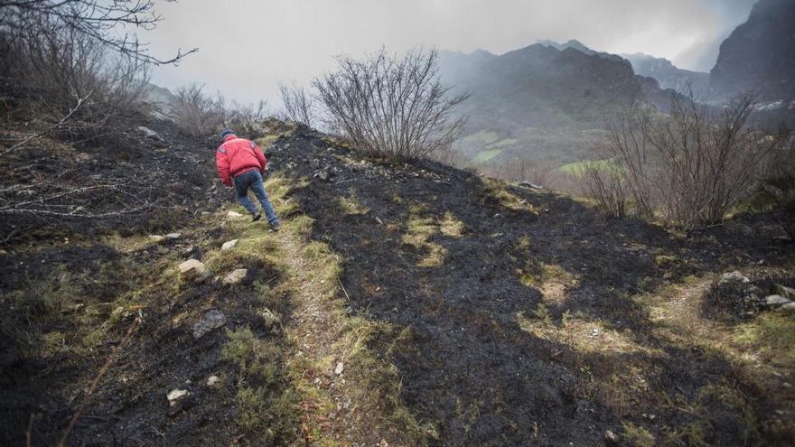 Zona quemada en la principal reserva osera de Somiedo