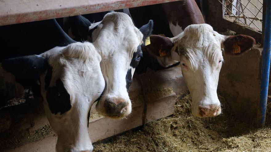 La industria ‘aprieta’ a los ganaderos con recortes en el precio de la leche