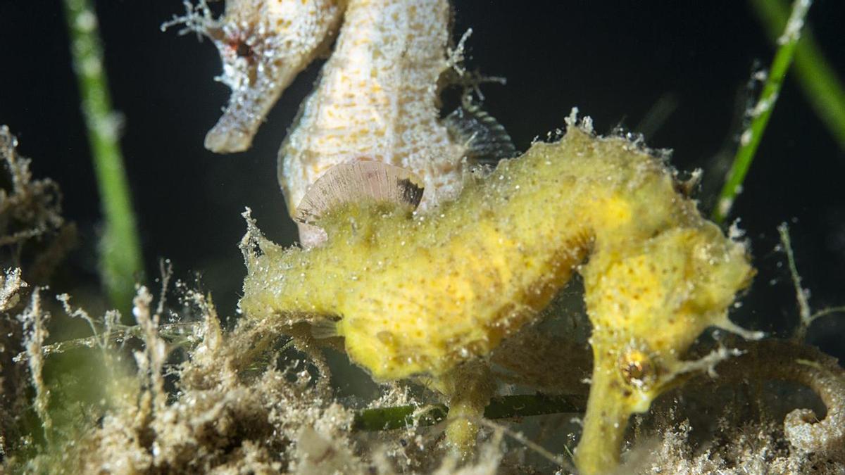 El cortejo de los caballitos de mar