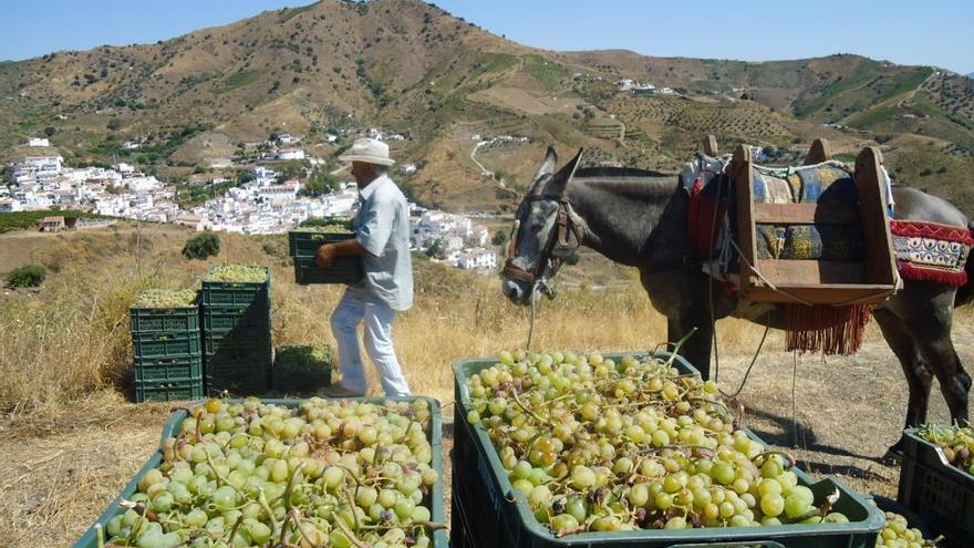 Vendimia en la Axarquía