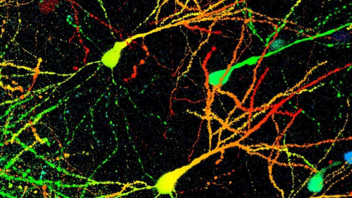 Un estudio ha descubierto que algunas neuronas en ratones se activan más fácilmente después de múltiples sesiones de ejercicio.