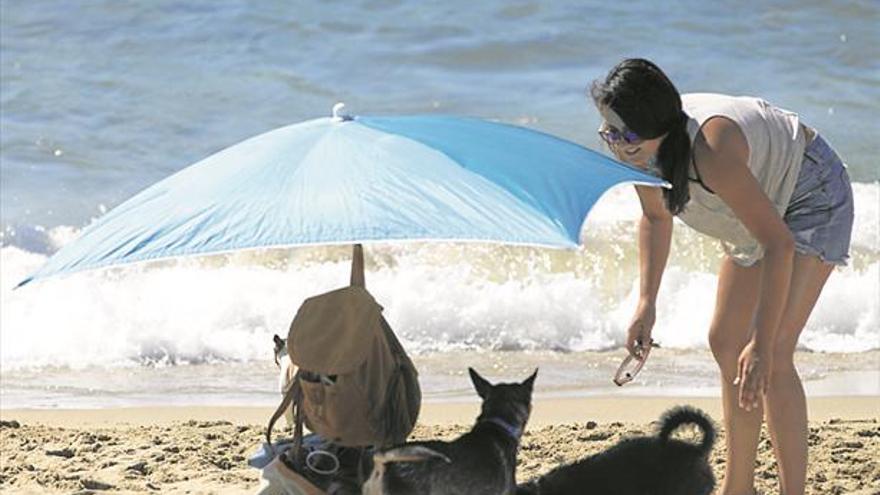 Almassora probará la playa para perros fuera del verano