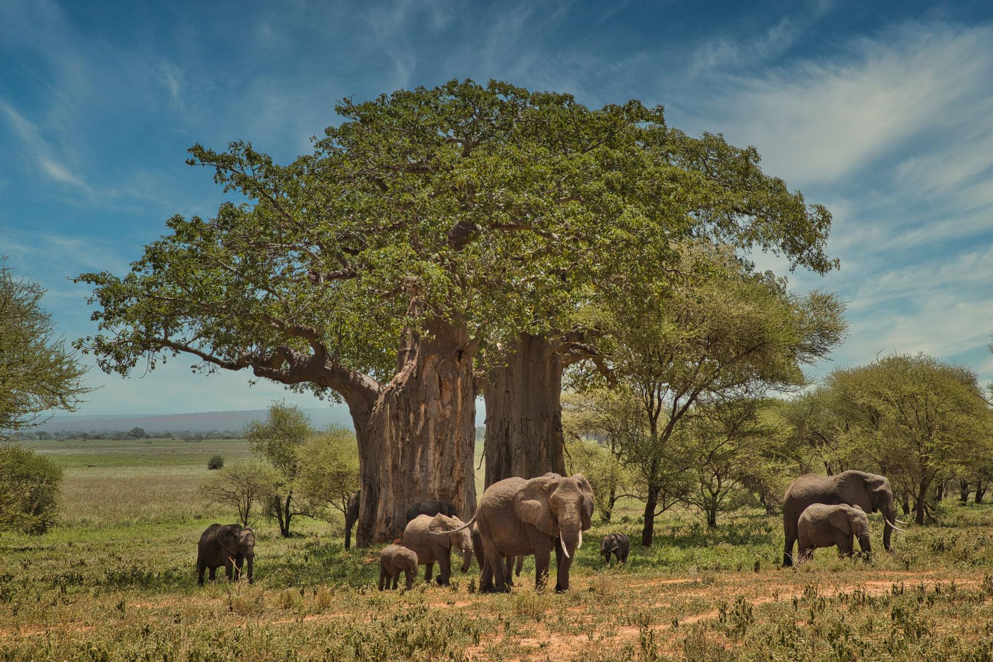 Los típicos árboles baobab con elefantes