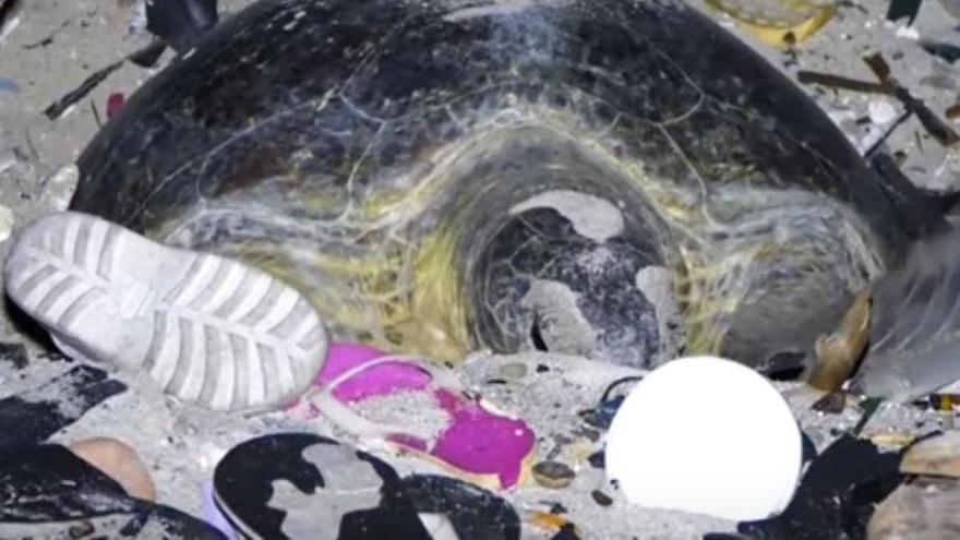 Una tortuga trata de anidar en un estercolero de plástico