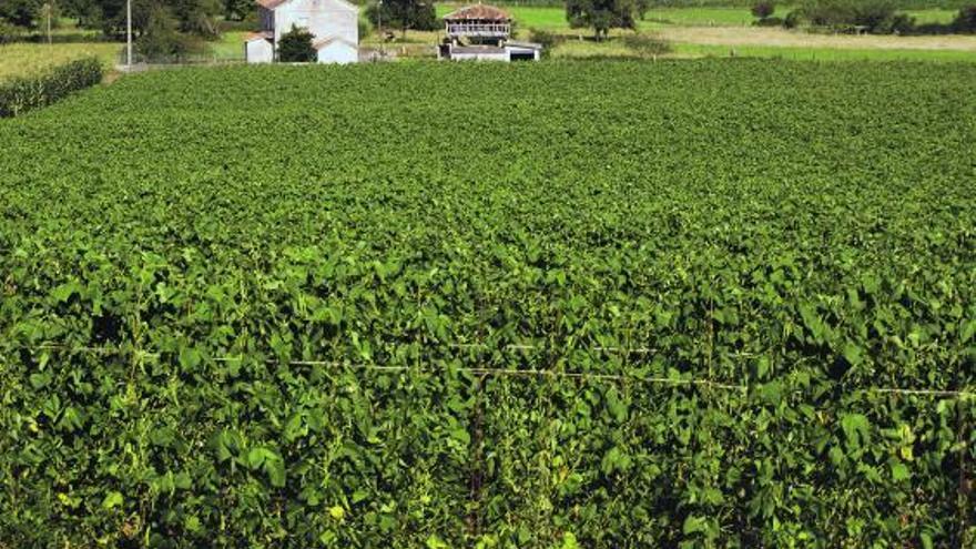 Plantación de fabas en Argüelles (Siero).