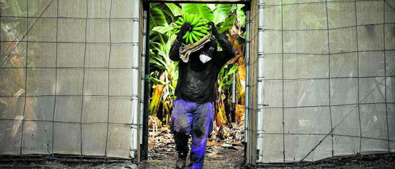 Un agricultor lleno de ceniza recoge una piña de plátanos, antes de que la lava del volcán de Cumbre Vieja llegue a las plantaciones, en Tazacorte. | |