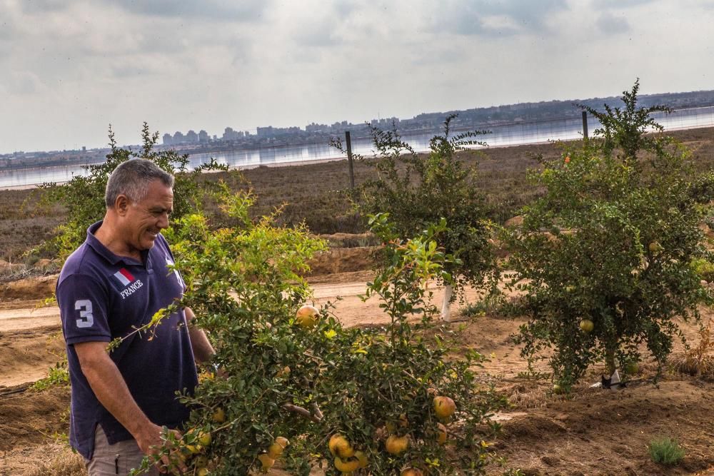 Una familia de agricultores de Elche escoge suelos torrevejenses para cultivar el fruto con denominación de origen