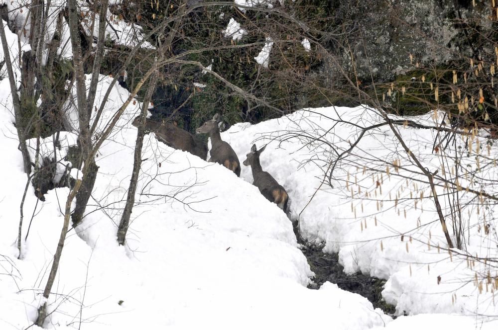 La nieve abunda en Felechosa