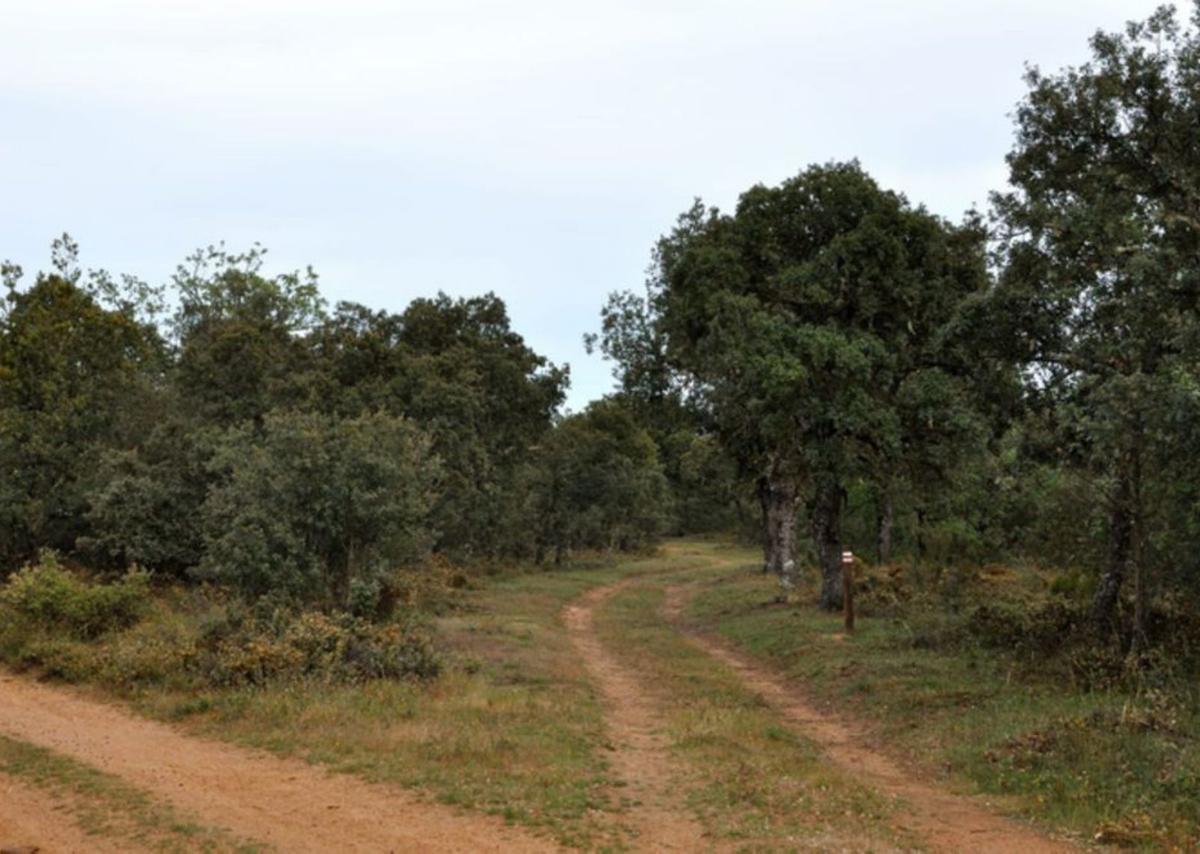 Ruta Micoloógica que necesitará labores de mantenimiento. | E. P.