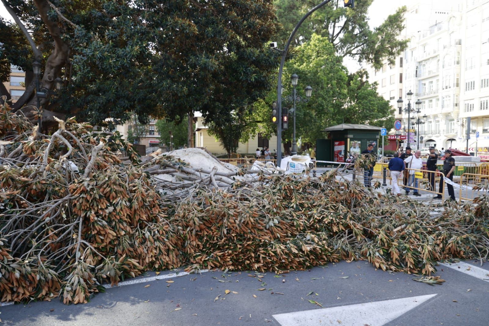 Se desploma parte de uno de los ficus centenarios del Parterre