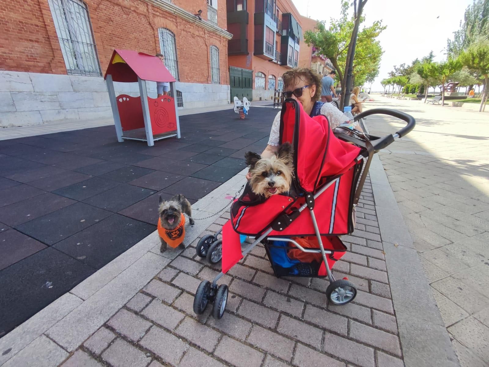 GALERÍA | XI Paseo solidario contra el abandono animal en Benavente