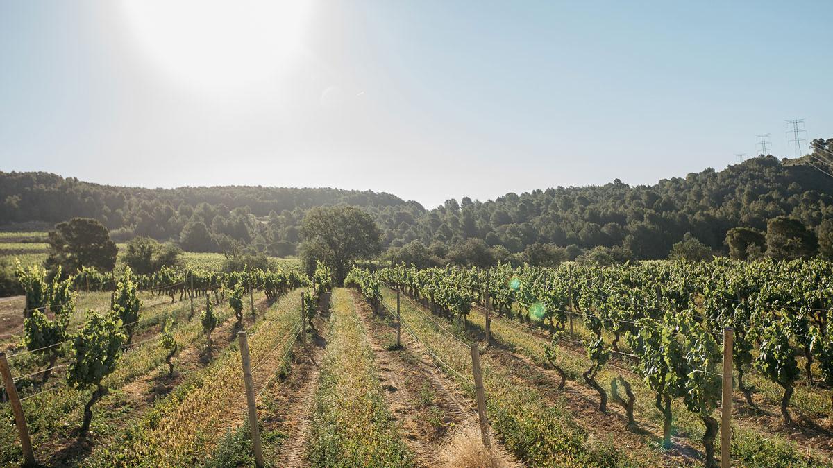 La Vinya Palau de Jean Leon, en el Penedès.