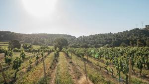 La Vinya Palau de Jean Leon, en el Penedès.