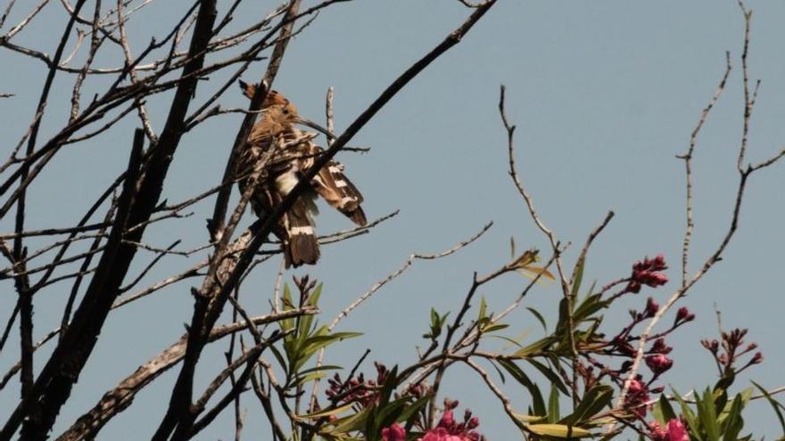 Una abubilla de espaldas en Crevillent, donde se puede observar su plumaje en alas.