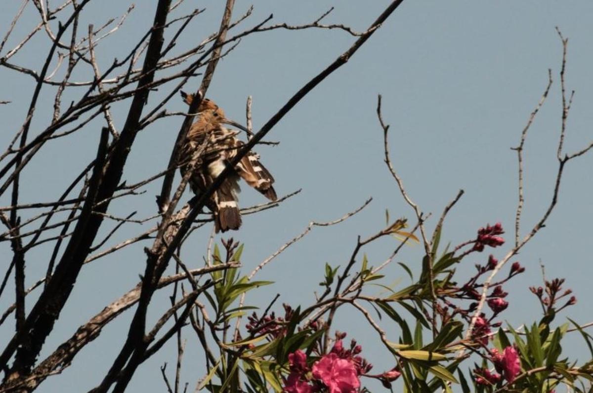Una abubilla de espaldas en Crevillent, donde se puede observar su plumaje en alas.