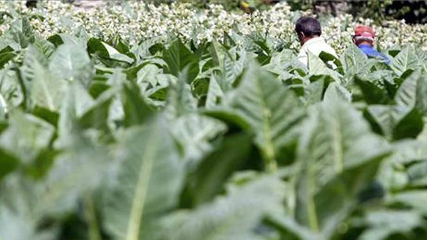 Alertan del auge del contrabando de hoja de tabaco en la región