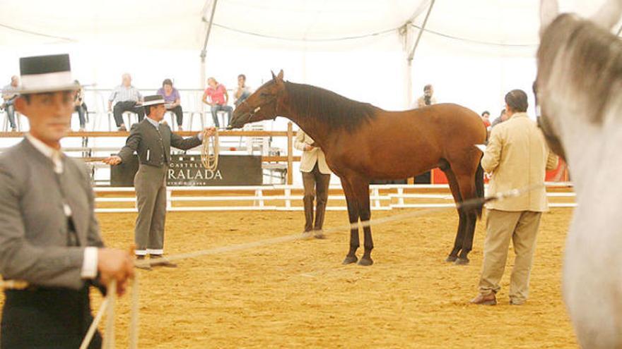 Un moment del concurs morfològic celebrat ahir i restringit als professionals.