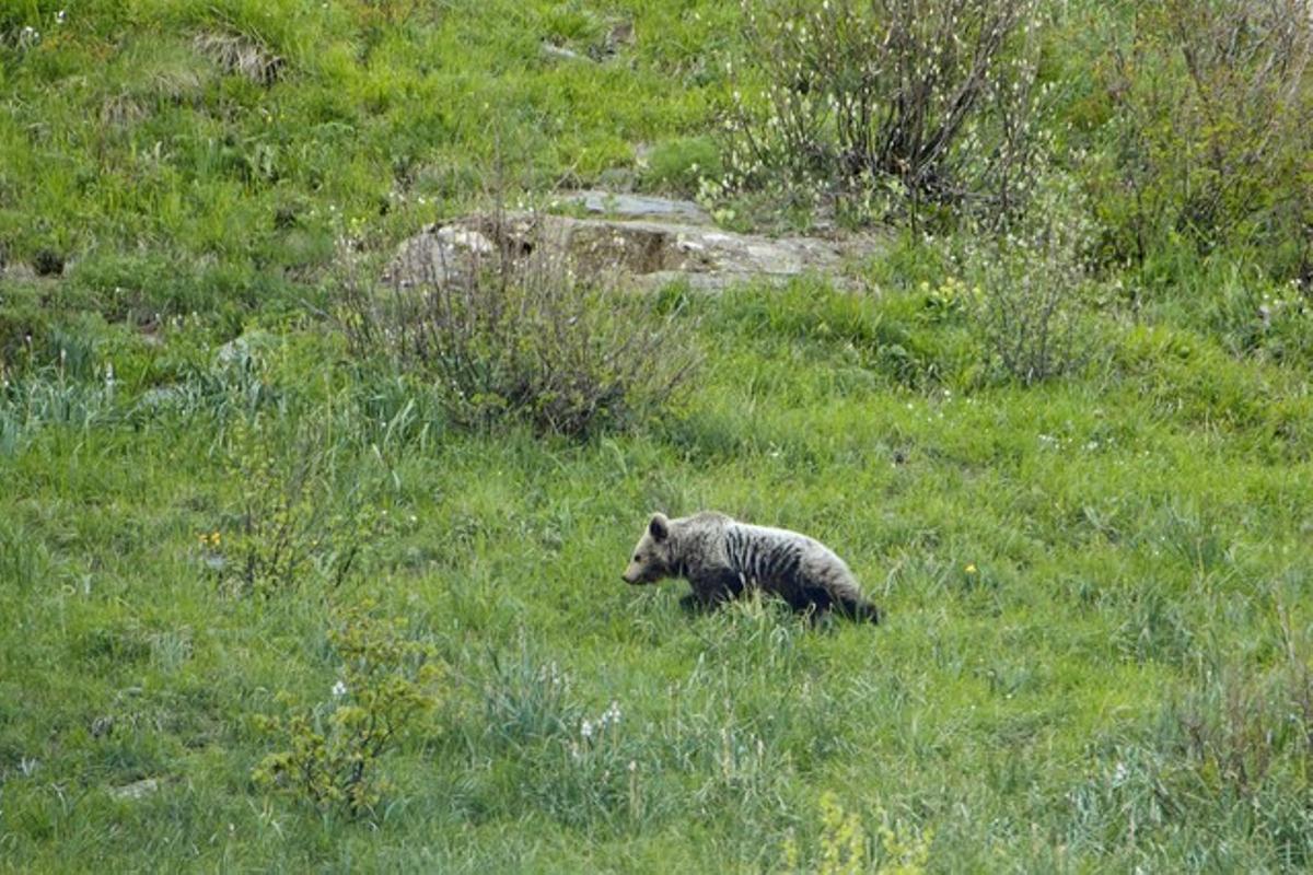 Imagen de un oso pardo facilitada por la organización ecologista Depana en las montañas del Vall d'Aran (Lleida).