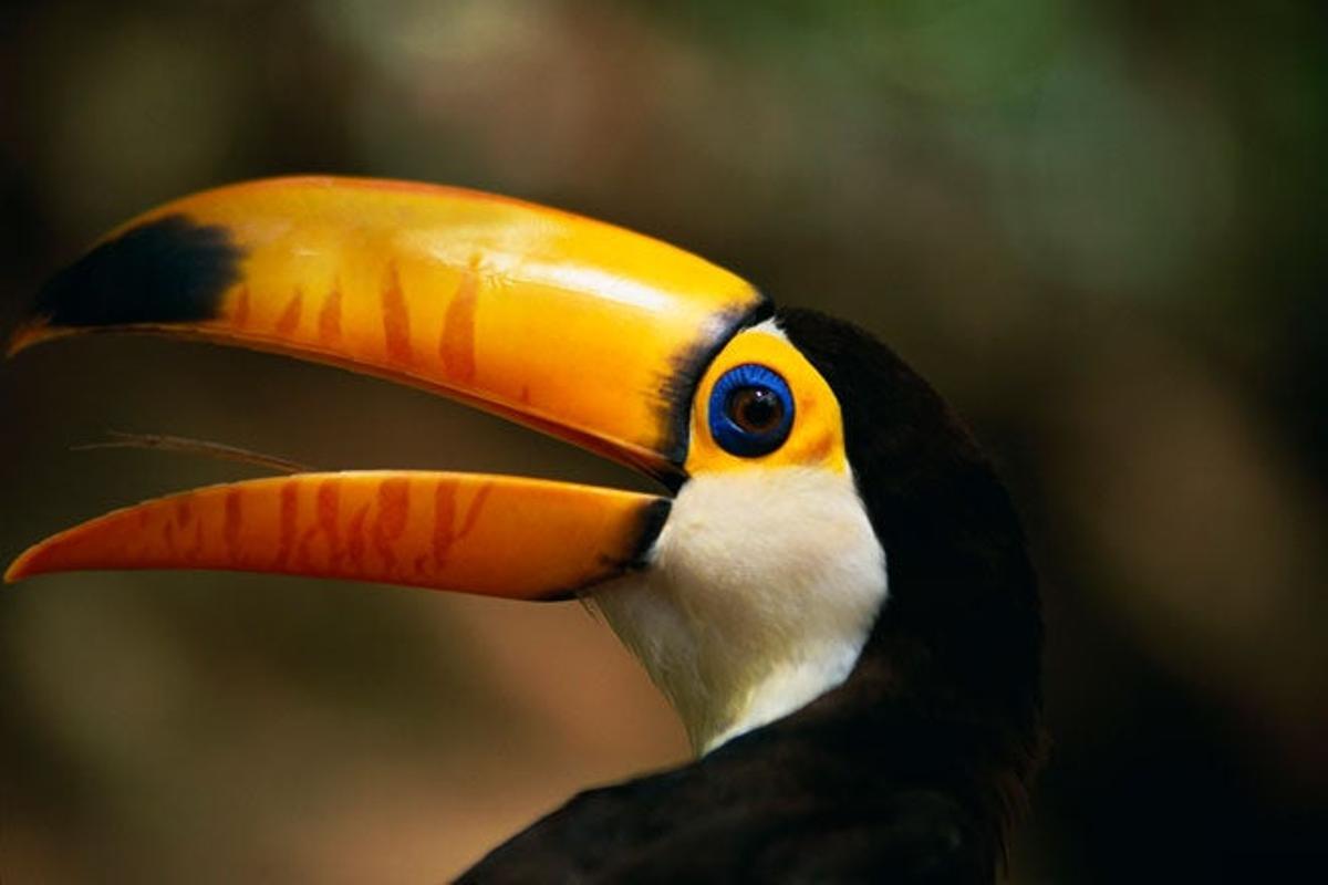 El Tucán toco se encuentra en la Amazonía brasileña.