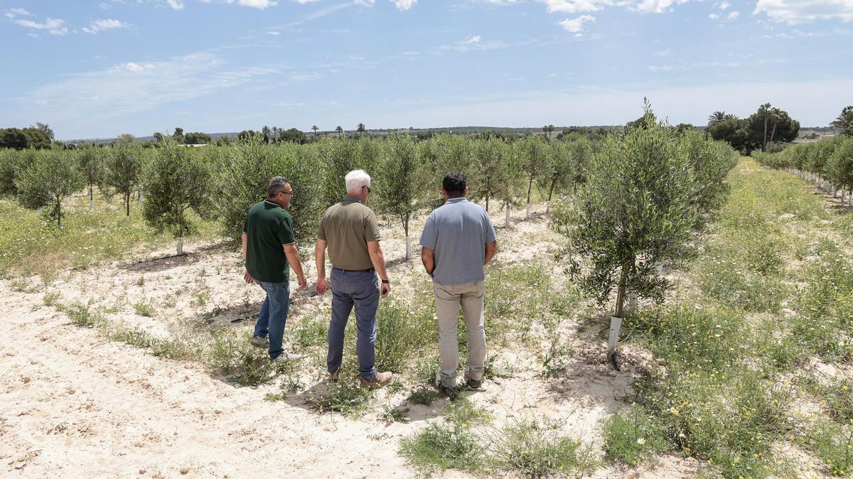 Uno de los campos experimentales ubicados en el Camp d'Elx.
