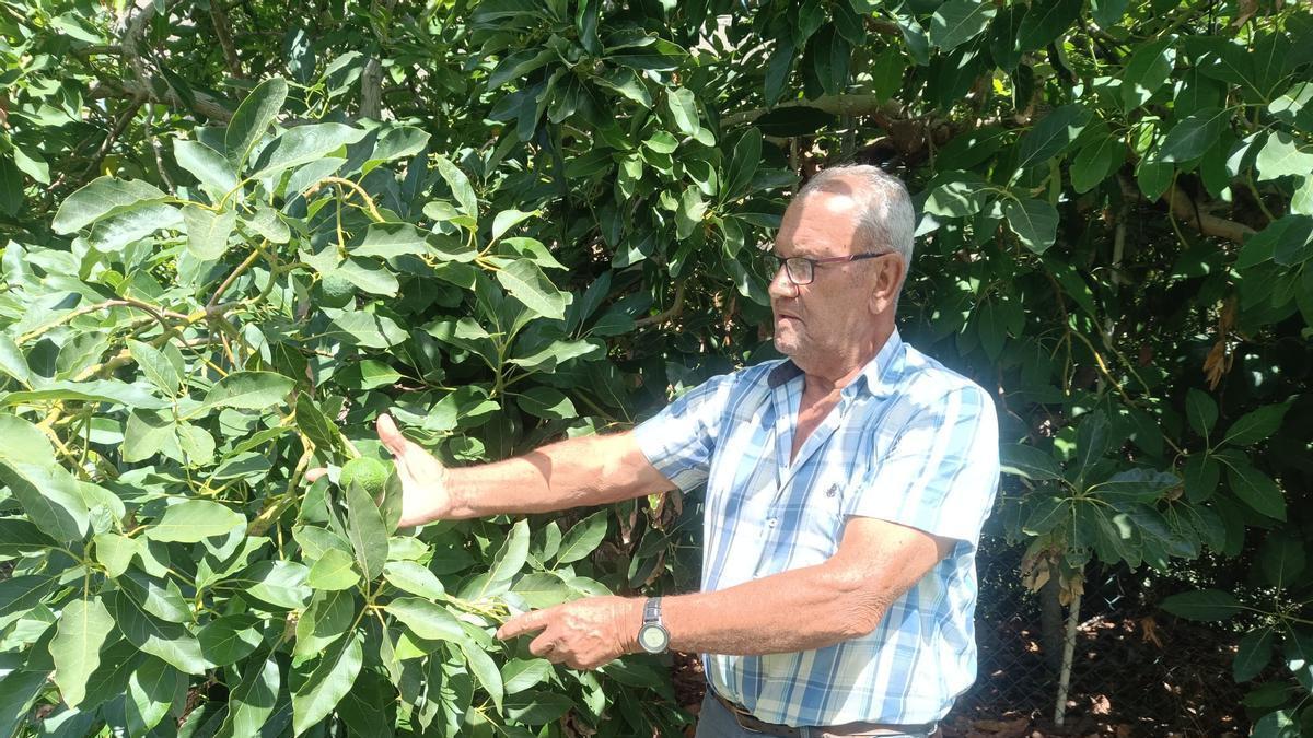 El agricultor David Ramírez García junto a uno de los aguacateros de su finca.