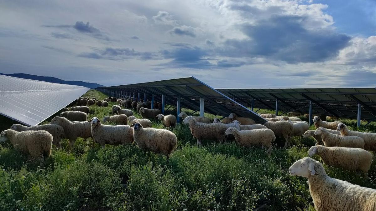 Ovejas pastando en la planta fotovoltaica de Renovalia “El Quintillo”, en Puertollano