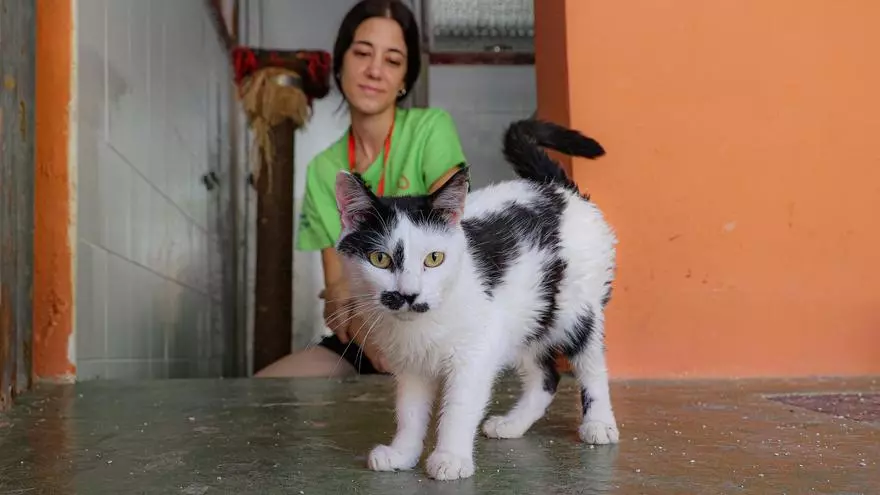 La protectora de Alcoy hace un llamamiento a la adopción responsable ante el aumento de gatitos abandonados