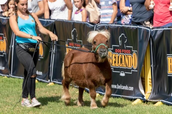 II Feria de Mascotas en Maspalomas