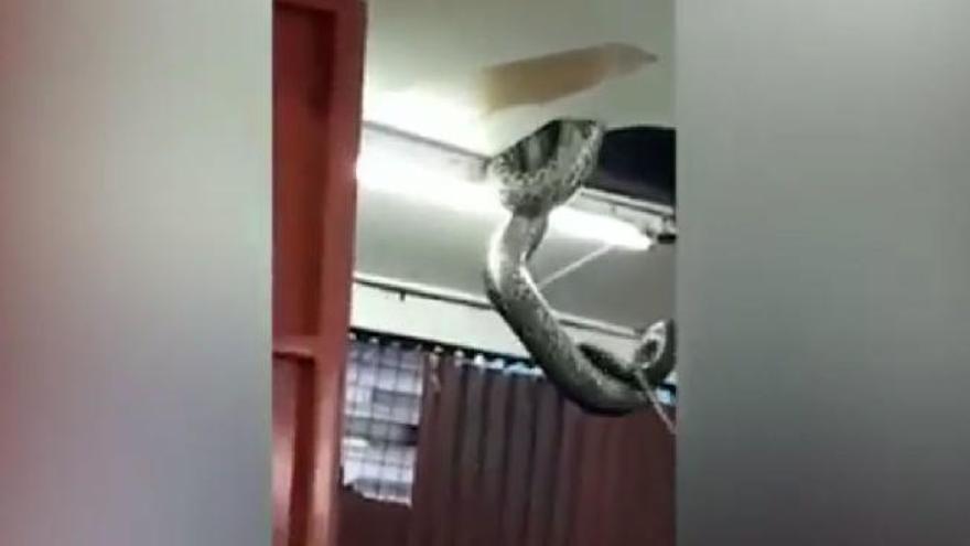 Rescaten una serp de 6 metres del sostre d'un restaurant