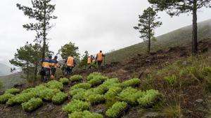 Trabajadores realizando tareas de reforestación en un proyecto de Motor Verde