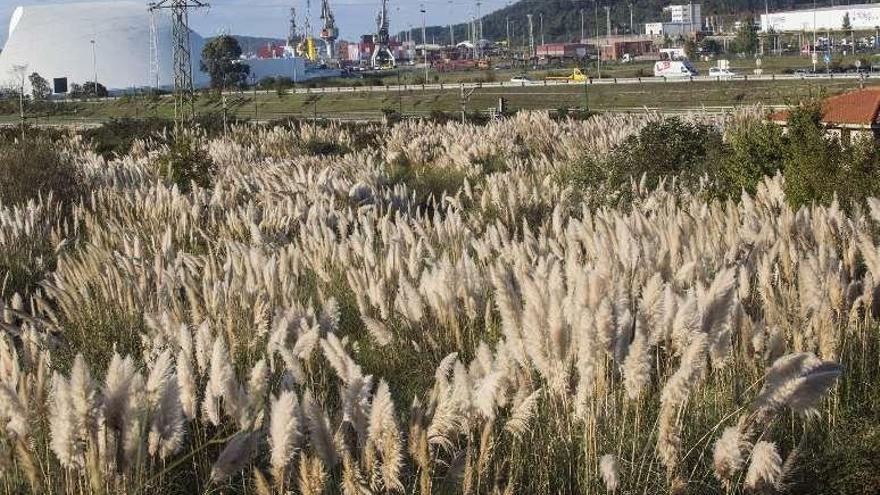 Una colonia de plumeros de la Pampa junto al centro Niemeyer, en Avilés.