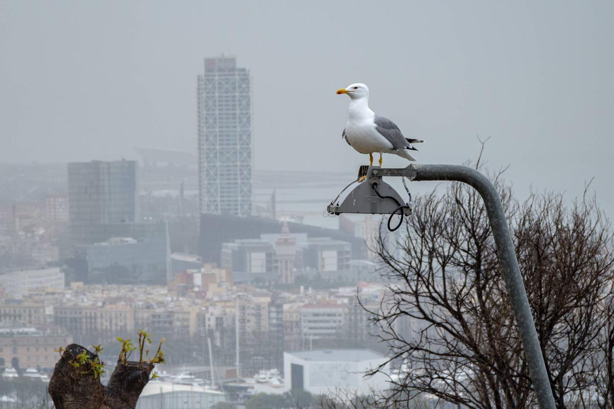 Temporal de lluvias en Barcelona el día 13 de febrero de 2026.