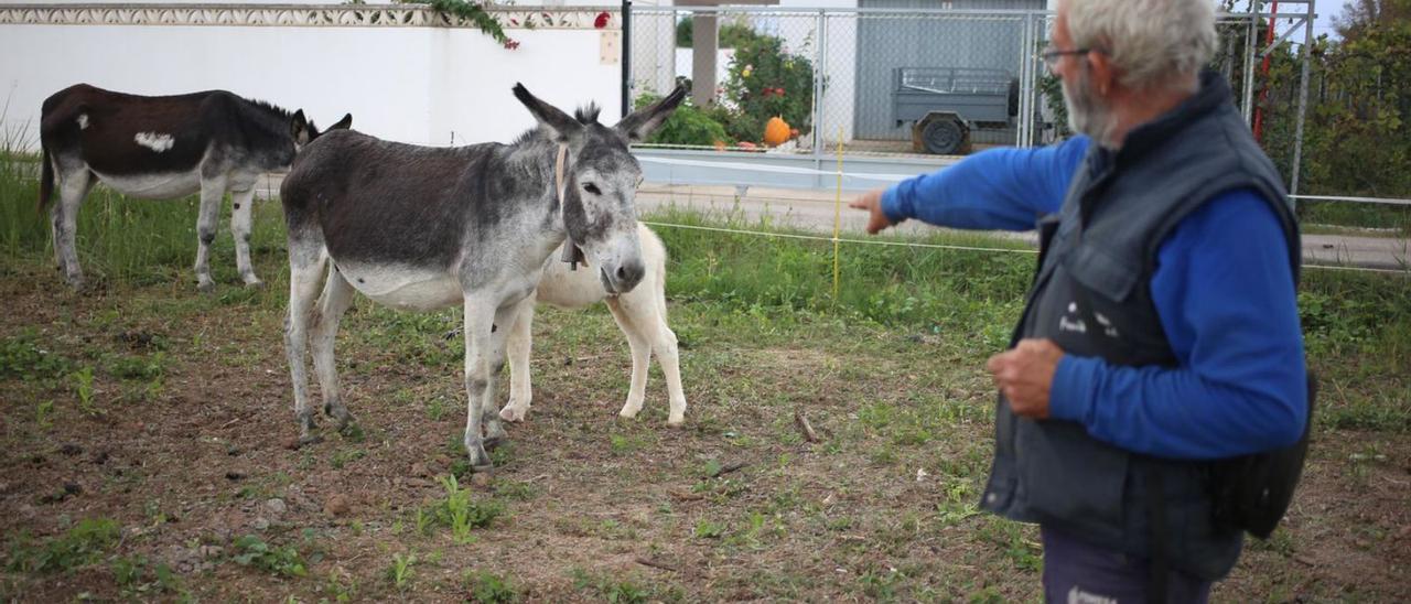 Los burros supervivientes están en la finca que su propietario tiene en el Grau de Castelló. | FRANK PALACE