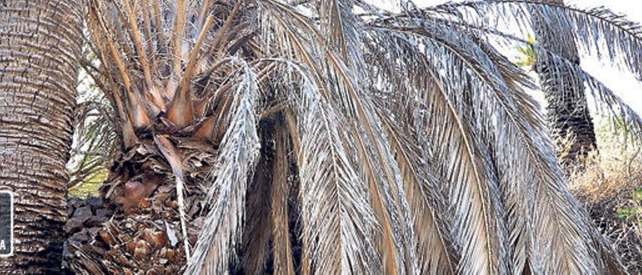 El palmeral silvestre de La Sorrueda languidece entre abandono y plagas