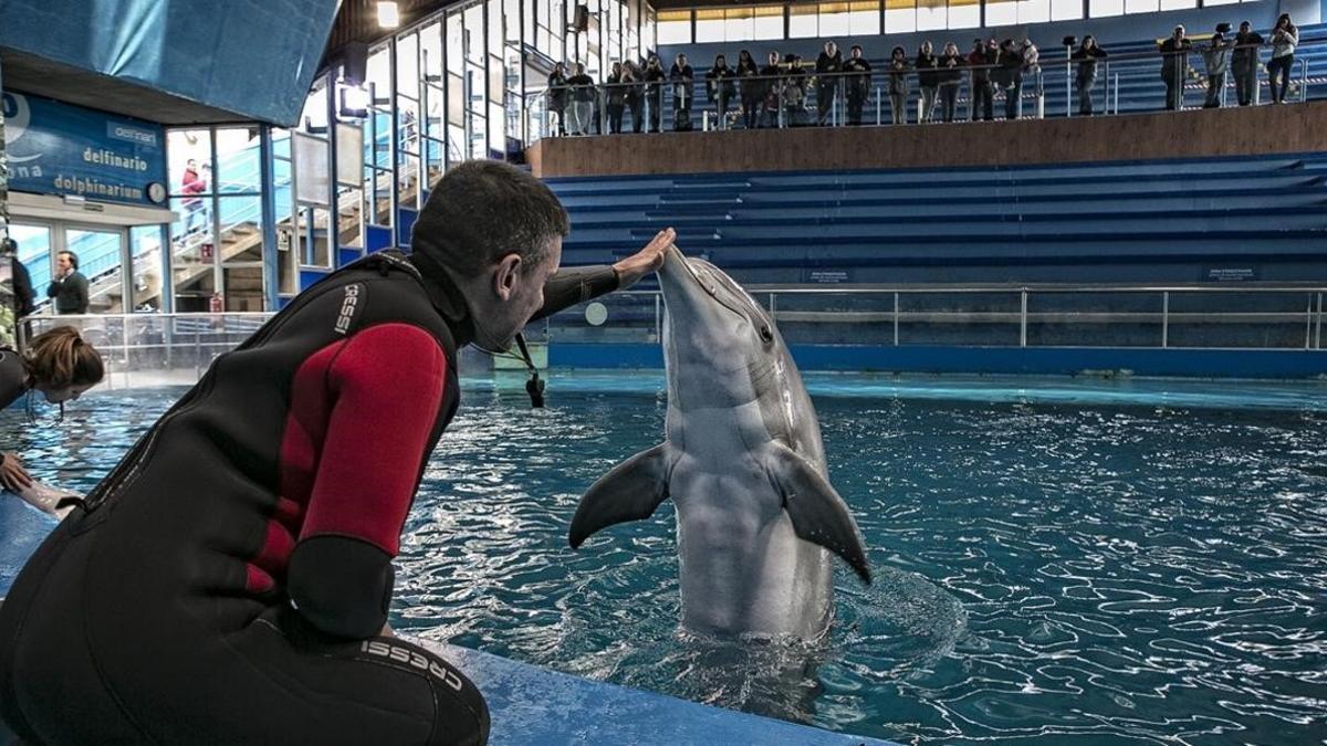 icoy33225396 delfin delfinario zoo161222155833