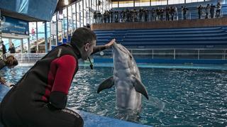 Barcelona será ciudad sin delfines en el 2019